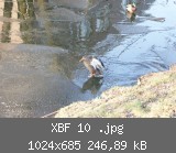 XBF 10 .jpg