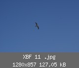 XBF 11 .jpg